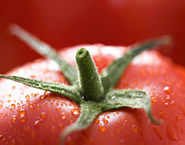 Diet food: Tomato diet. Lose weight eating tomatoes !